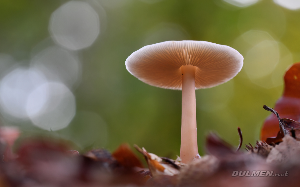 Agaric fungus (Volvariella pusilla)